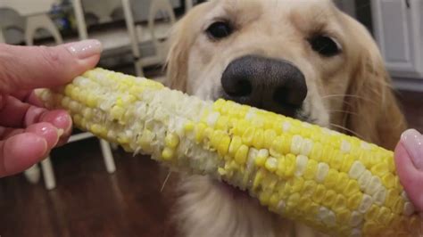 Can a dog eat corn?