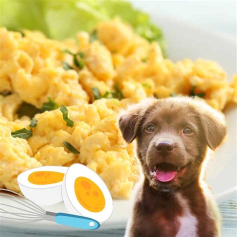 Can a dog eat scrambled eggs?