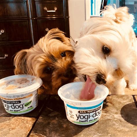 Can a dog eat yogurt?