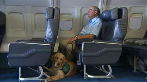 Can a dog fly on a plane without the owner?