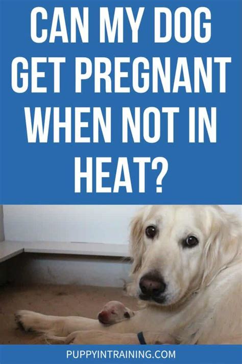 Can a dog get pregnant when not in heat?