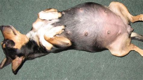 Can a dog give birth after 65 days?
