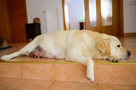 Can a dog give birth at 50 days pregnant?