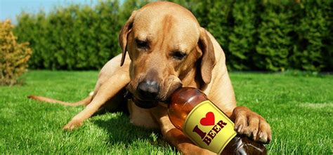 Can a dog have beer?