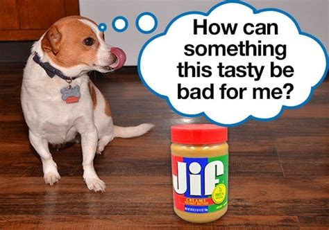 Can a dog have peanut butter?