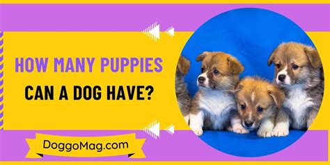 Can a dog have puppies at 42 days?