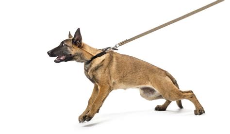 Can a dog hurt his throat from pulling on a leash?