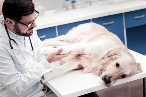Can a dog recover from food poisoning?