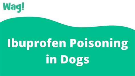 Can a dog recover from ibuprofen toxicity?