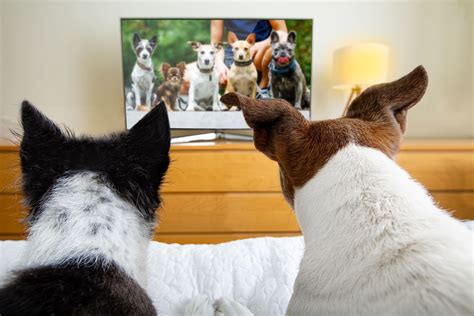 Can a dog see TV?