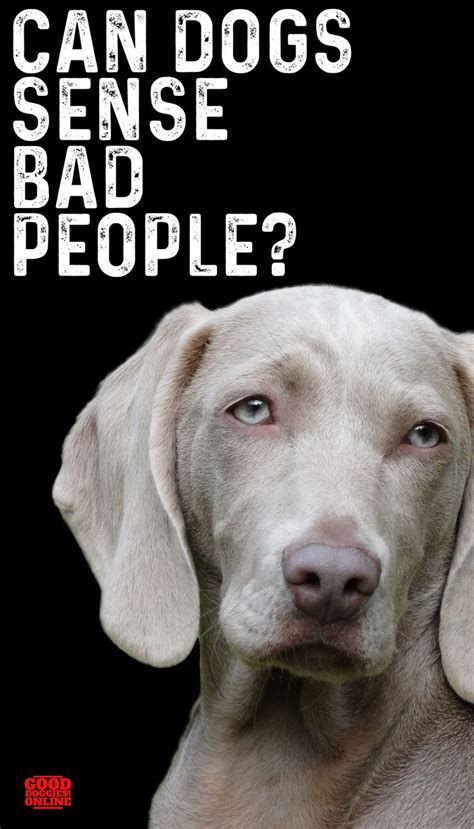Can a dog sense a bad person?