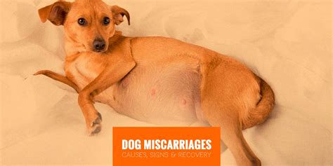 Can a dog sense a miscarriage?