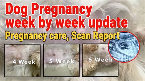 Can a dog show pregnancy symptoms at 1 week?