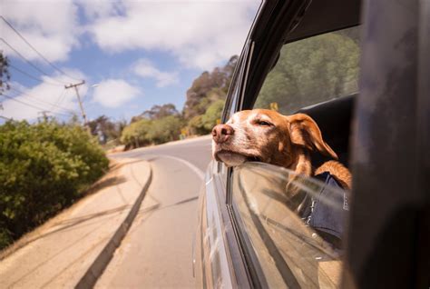 Can a dog stay in a car for 2 hours?