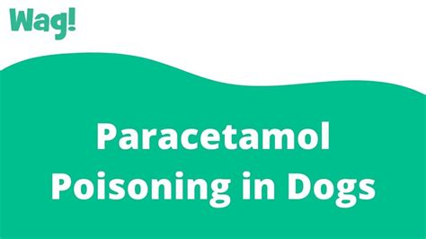 Can a dog survive paracetamol poisoning?