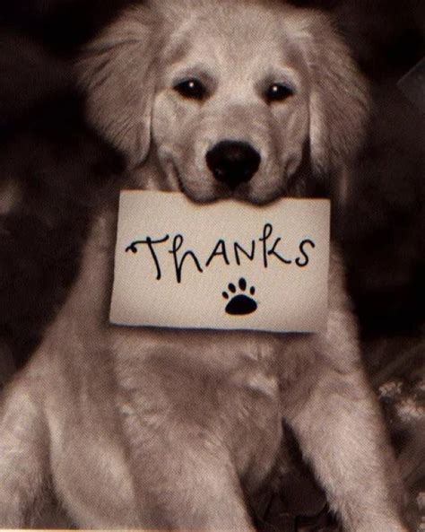 Can a dog thank you?