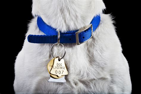 Can a dog wear a collar all the time?