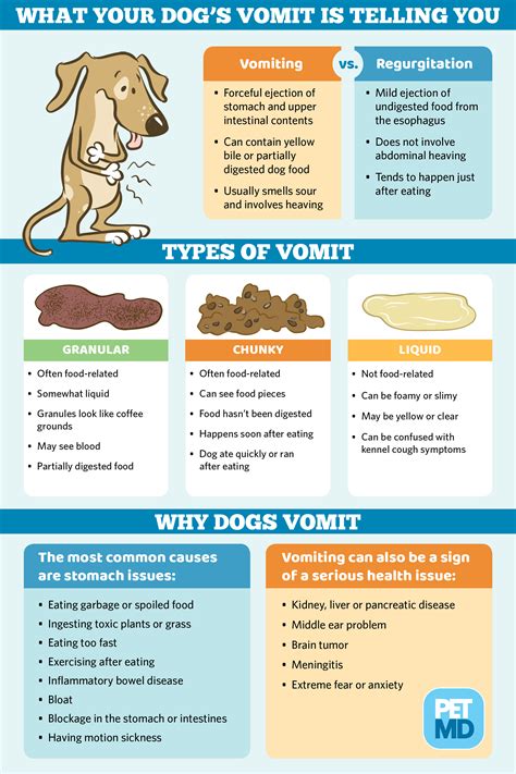 Can a dog with bloat still vomit?