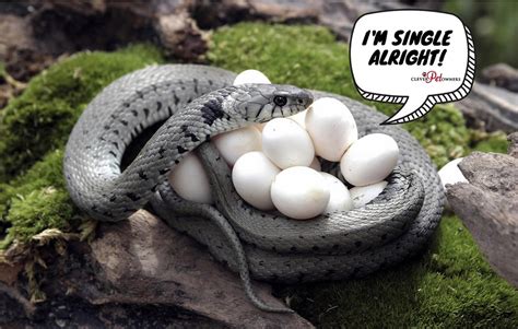 Can a female snake get pregnant without a male?