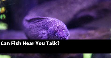 Can a fish hear you talk?