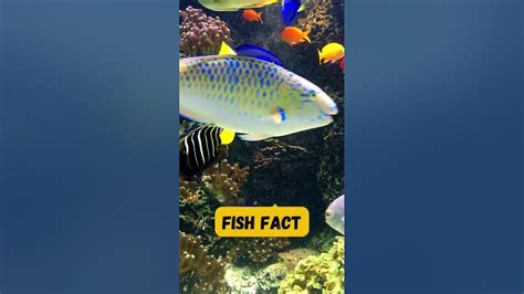 Can a fish recognize a person?