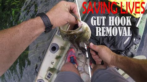 Can a fish survive being gill hooked?