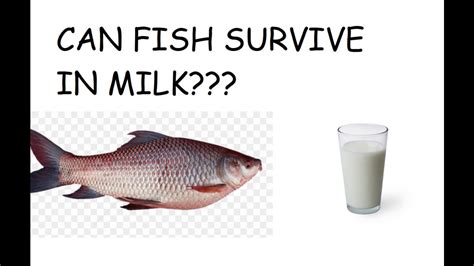 Can a fish survive in milk?