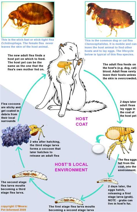 Can a flea breed on its own?