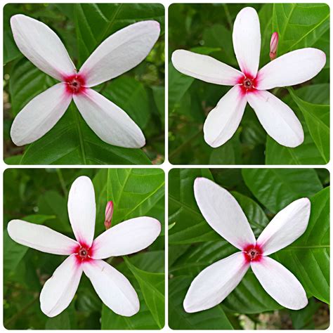 Can a flower have 4 petals?
