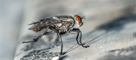 Can a fly feel pain?