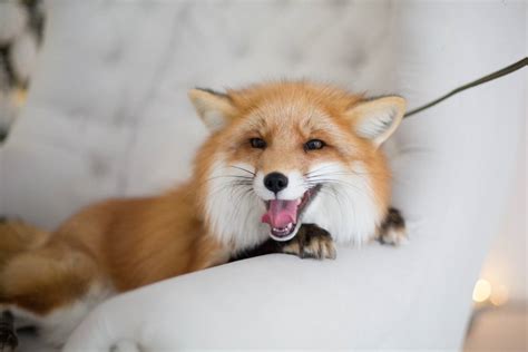 Can a fox be a pet?
