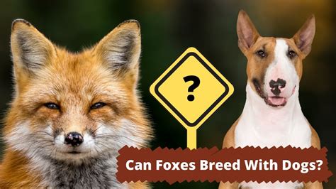 Can a fox breed with a dog?