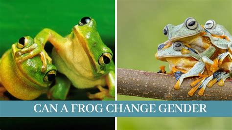 Can a frog change its gender?