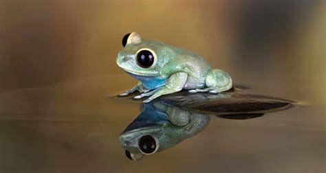 Can a frog live for 40 years?