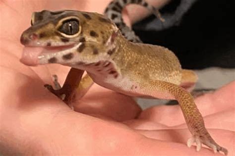 Can a gecko live without a heat lamp?