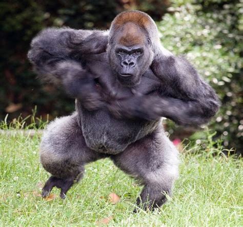 Can a gorilla lift 1000 pounds?