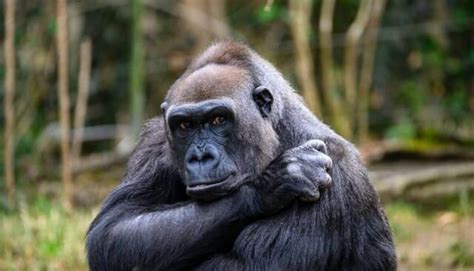 Can a gorilla think like a human?