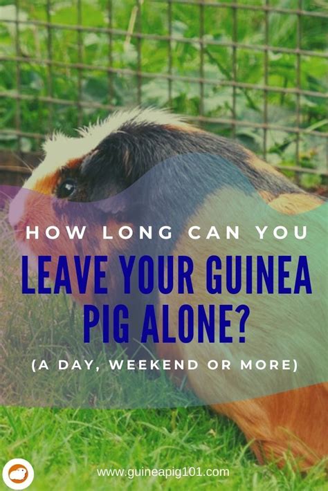 Can a guinea pig be left alone for 2 days?