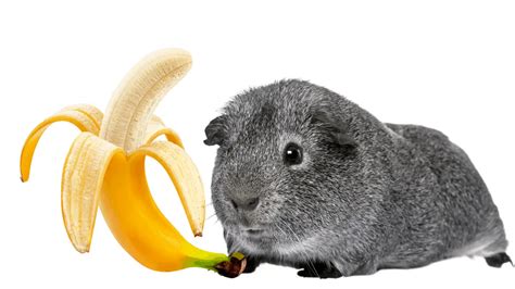 Can a guinea pig eat bananas?