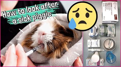 Can a guinea pig get sick from humans?