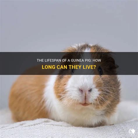 Can a guinea pig live for 12 years?