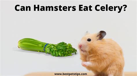 Can a hamster eat celery?