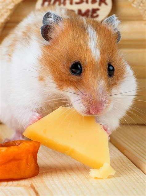 Can a hamster eat cheese?