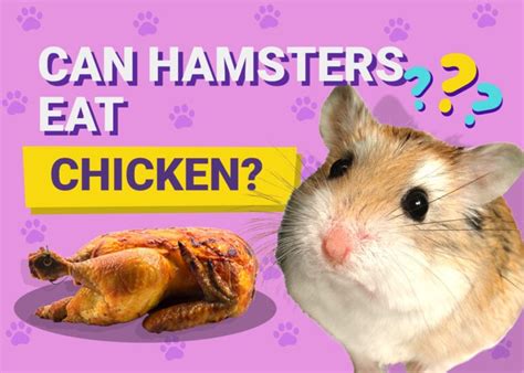 Can a hamster eat chicken?