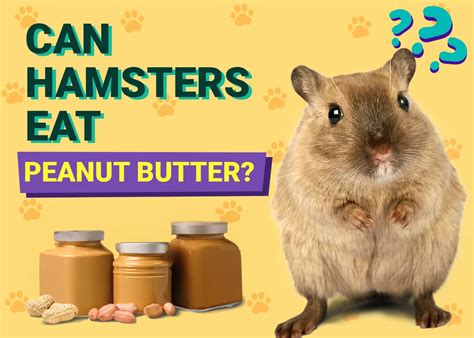 Can a hamster eat peanut butter?