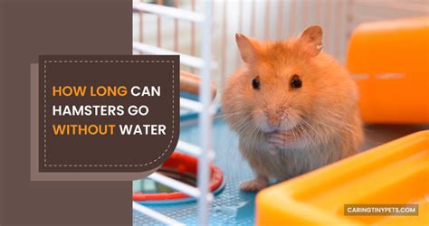 Can a hamster go overnight without water?