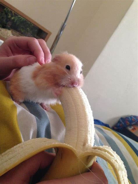Can a hamster have a banana?