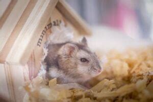 Can a hamster have a stroke?