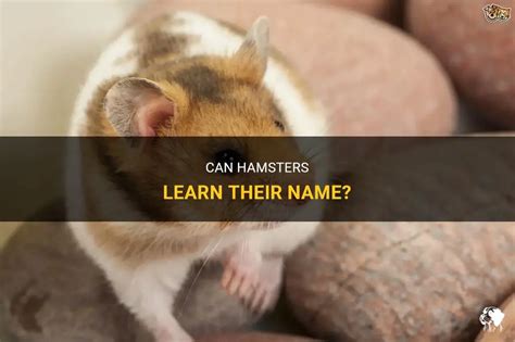 Can a hamster learn its name?