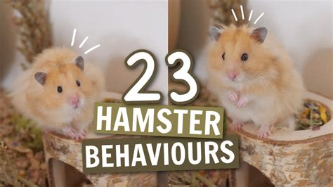 Can a hamster live up to 20 years?